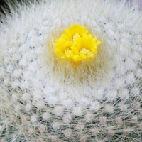 Белая и пушистая?