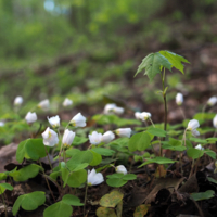Юный клен и его поклонницы