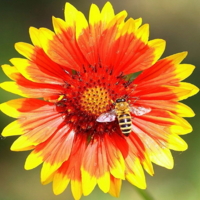 Обычное занятие пчелы