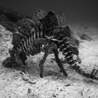 Крокозябля подводная, редкоземельная.
