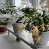 Цветущие среди зимы кактусы