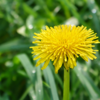 Taraxacum