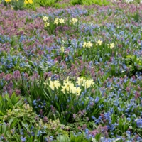 Цветной ковёр