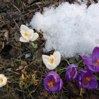 снег и цветы