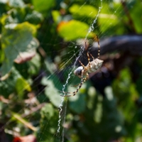 Родос. Виноградный паук на паутине.