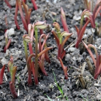 Мелодия весны!