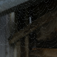 Капли на паутине
