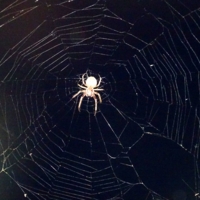 Увидеть паука ночью. Ночные пауки. Паук ночью. Паук на улице. Черный паук ночью.