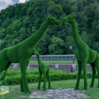 Семья жирафов