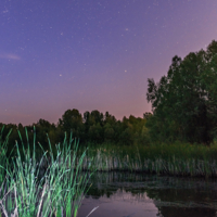 Ночь на болотах