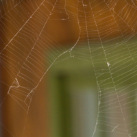 Фрагмент паутины