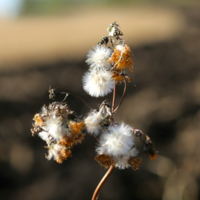 "Отцвели уж давно..."