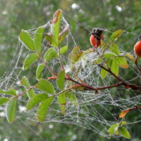 Осенняя паутинка.
