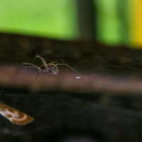 Вот и пообедаю!