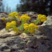 Под весенними лучами