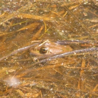 Лягушка в болоте