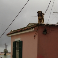 Собач на крыше