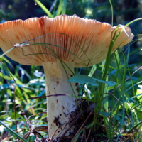 Гриб в лесу...