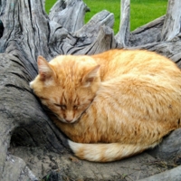 Старый, серый пень  или Котогнездо для рыжего кота