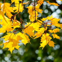 Кленовый танец на солнце...