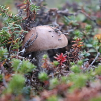 Чукотский гриб