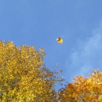 Осенний лист по ветру кружит...