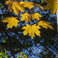 Листья клена...