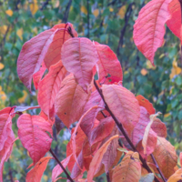 Листья черемухи