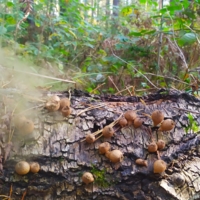 Пыльные грибы