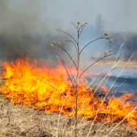 Горящая трава...