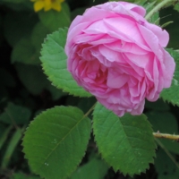 Роза столистная (Rosa centifolia)