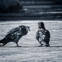 Здравствуйте, разрешите познакомиться.....