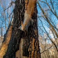 Приветом сыт не будешь, орехи давай.....