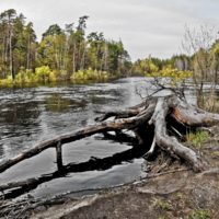 Речной Кракен