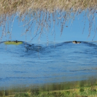 Водяного исподлобья взгляд