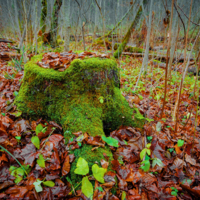 Красота осеннего леса