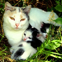 Мать с детьми.
