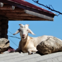 Камни, крыша и коза