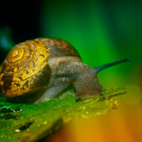 Не рога, но рожки.