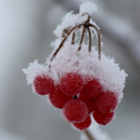 Белый снег на грозди красных ягод