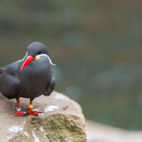 Без меня меня женили