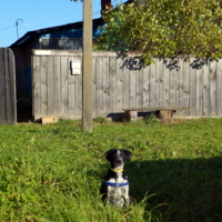 старый забор, старый ящик и верный пёс