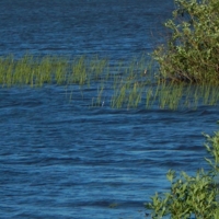 Когда вода в траве запуталась