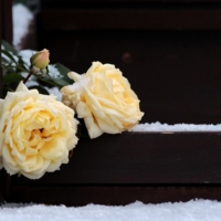 Первый снег, снег, снег  Выпал на чайные розы