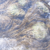 Речные водоросли