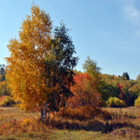 Осень золотая