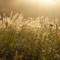 Утро в лесу