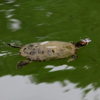 Затянулась бурой тиной гладь старинного пруда