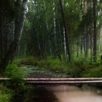 лесной ручей