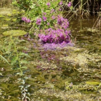 Вода - это жизнь